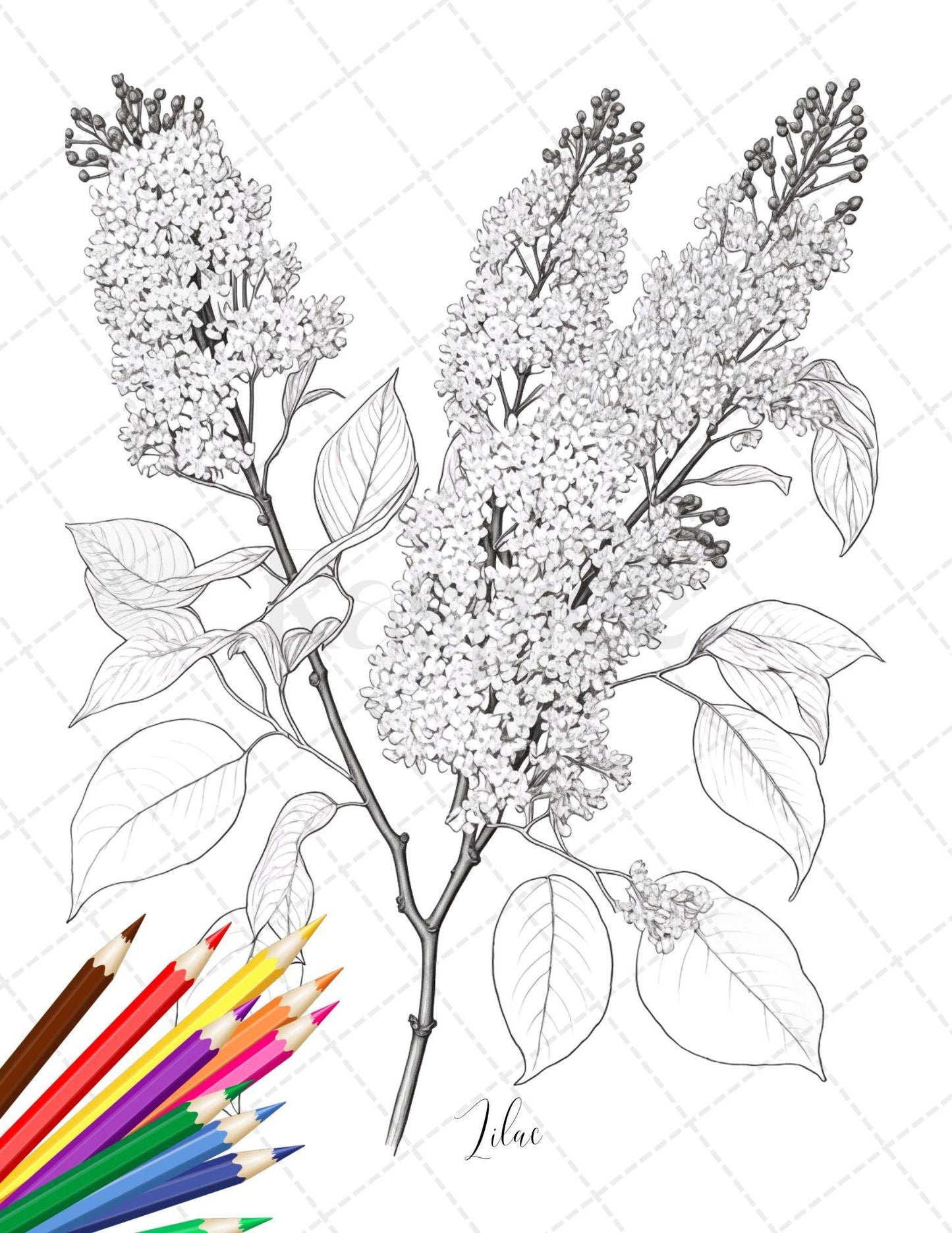 30 Botanical Flowers Printable Coloring Pages for Adults, Floral Grayscale Coloring Book, Printable PDF File Download